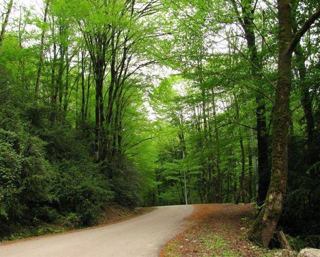 پارک جنگلی چالدره ، پارکی شگفت‌انگیز و زیبا در استان مازندران