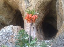 جاذبه طبیعی غار سفید خانی