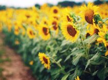 جاذبه طبیعی و دیدنی دشت گل ها