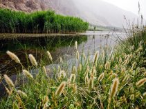 جاذبه گردشگری تالاب بیشه دالان