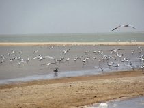 جزیره قبر ناخدا از جزایر غیر مسکونی ایرانی خلیج فارس