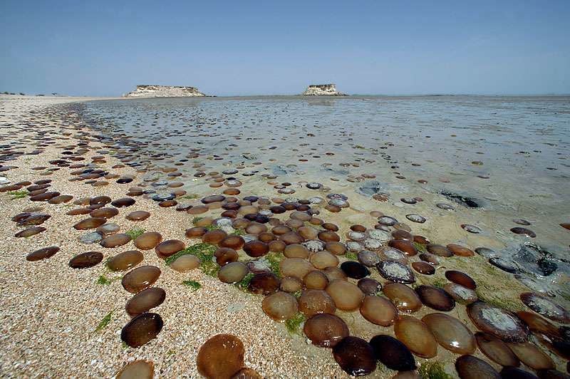 جزیره هنگام ، جزیره ای زیبا در جنوب ایران