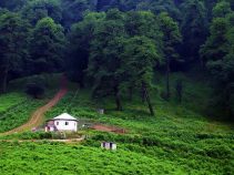 طبیعت بکر و زیبای جنگل دالخانی