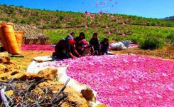 معرفی روستای لایزنگان ، سرزمین گل‌های محمدی
