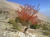 منطقه شکار ممنوع خدا آفرید