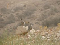 منطقه شکار ممنوع کوه هوا و تنگخور