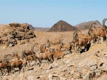 پناهگاه حيات وحش روچون