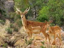 پناهگاه‌ حیات وحش دشت ناز ، منطقه ای جذاب و دیدنی