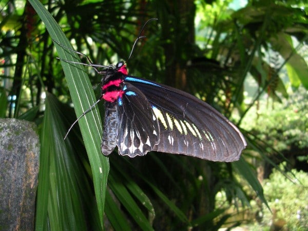 پارک پروانه‌های کوالالامپور ، یکی از بهترین و جذاب ترین جاذبه ها