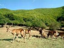 جاذبه طبیعی و زیبای منطقه حفاظت شده میرآباد