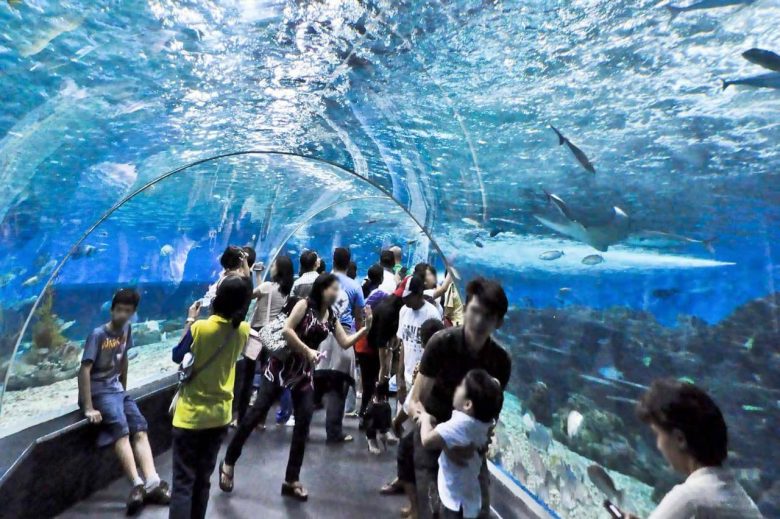 پارک اقیانوس مانیل ، تماشای گونه های متفاوتی از جانواران آبی 