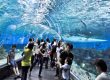 پارک اقیانوس مانیل ، تماشای گونه های متفاوتی از جانواران آبی