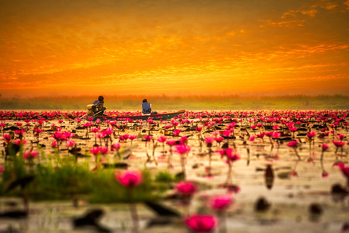دریاچه نیلوفر قرمز در تایلند 