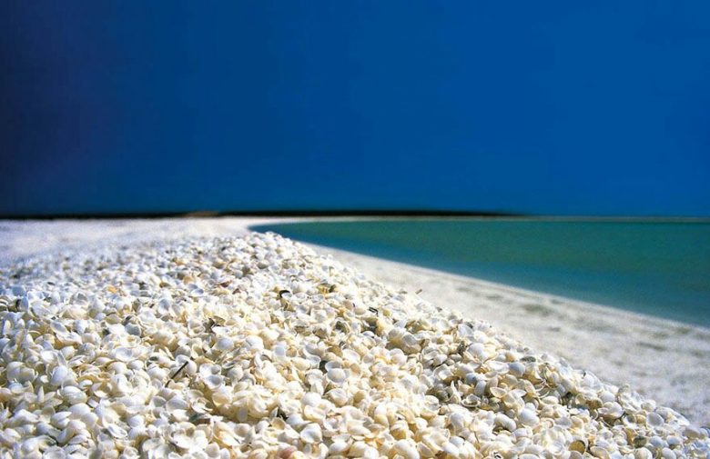 ساحل صدف استرالیا ، یکی از خاص ترین سواحل دنیا