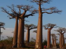 جاذبه های طبیعی و گردشگری ماداگاسکار + تصاویر