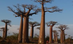 جاذبه های طبیعی و گردشگری ماداگاسکار + تصاویر