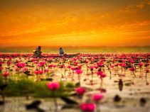 دریاچه نیلوفر قرمز در تایلند