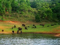 پارک ملی پریار در کرالای هند + تصاویر