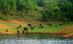 پارک ملی پریار در کرالای هند + تصاویر