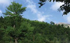 جنگل اولنگ| تجربه طبیعتی زیبا در شاهرود یا رامیان؟