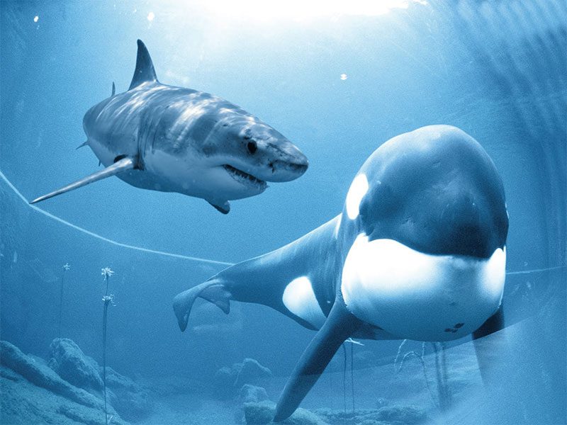حقایق باورنکردنی درباره نهنگ ها و جنگ آن ها با کوسه ها، سلطان واقعی اقیانوس ها کیست؟