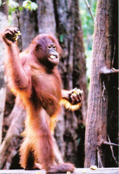 72 جانور خطرناک آسیا قسمت اول+ تصاویر