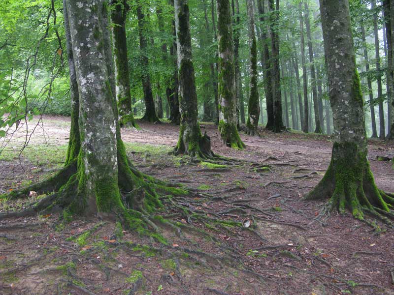 جنگل راش سوادکوه از نوع متراکم با درختان متنوع 