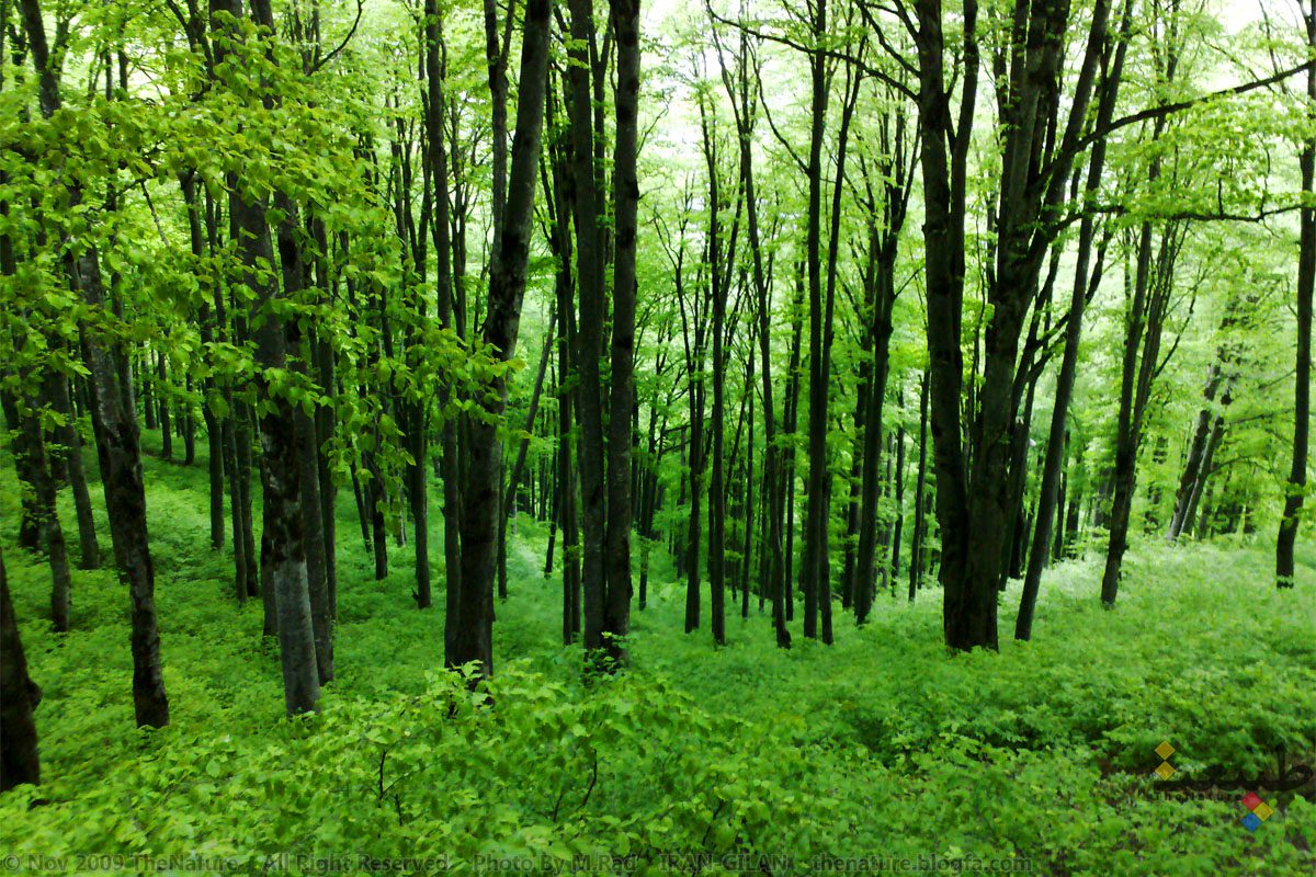 ۱۰ مورد از زیباترین جنگل های ایران