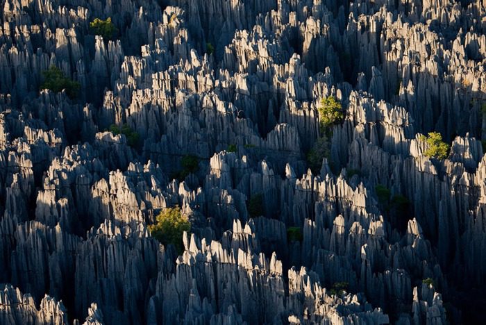 جنگل سینجی در ماداگاسکار (معروف به جنگل چاقوها)