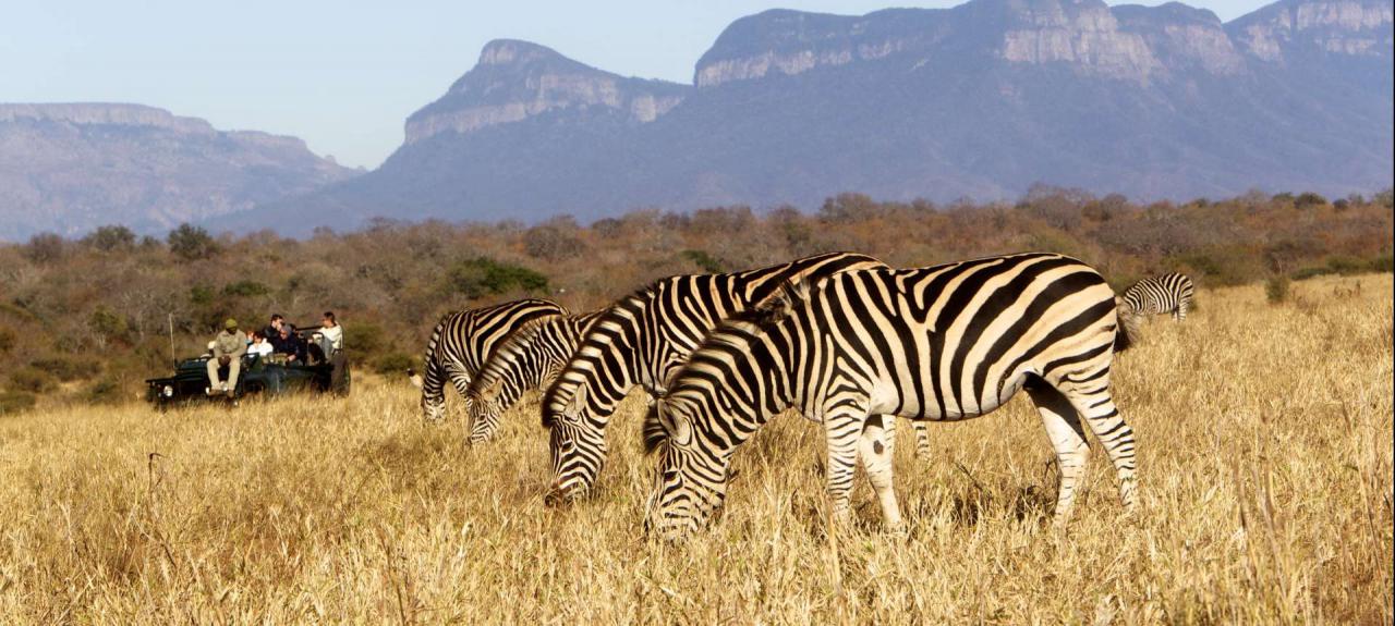 پارک جنگلی انتابنی از بهترین اماکن سافاری در آفریقای جنوبی