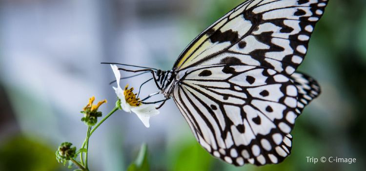 پارک پروانه ها کمنو در بالی اندونزی