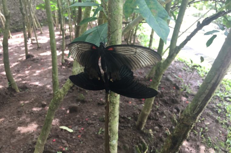 پارک پروانه ها کمنو در بالی اندونزی