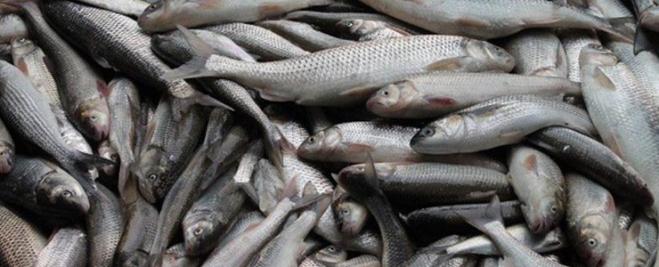 معرفی بازار توریستی ماهی فروشان دَستَک