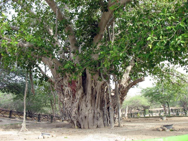 درخت سبز 500 ساله کیش