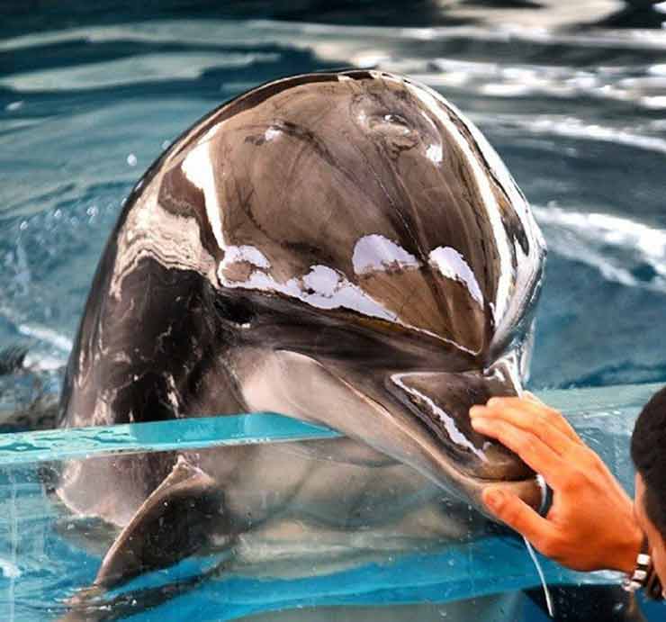 پارک دلفین کیش اولین پارک دلفین ایران زمین