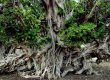 درخت سبز 500 ساله کیش