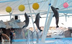 پارک دلفین کیش اولین پارک دلفین ایران زمین