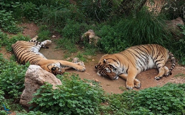 جاذبه ی زیبای باغ وحش آنتالیا مناسب برای تفریح کودکان