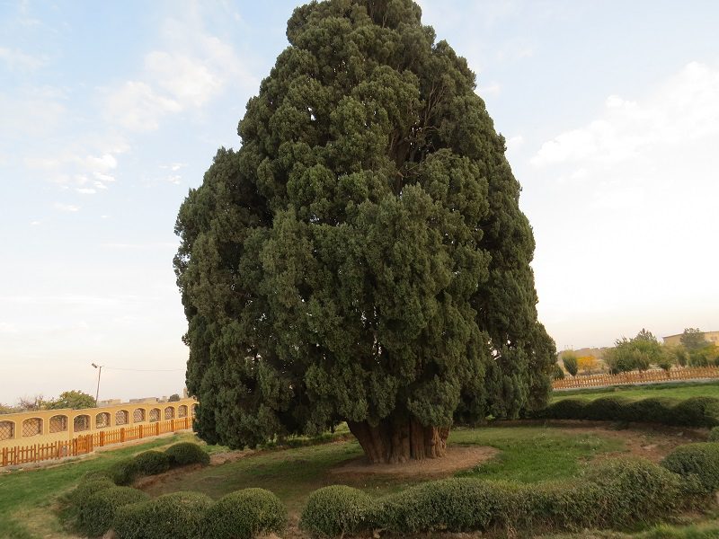 آشنایی با درخت سرو ابر کوه/ مسن ترین درخت جهان 