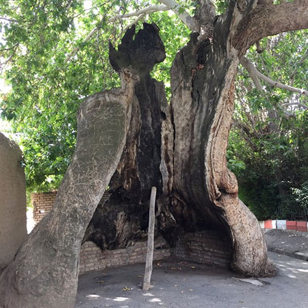 معرفی درخت چنار ۱۷۰۰ ساله خامنه، از پیرترین درختان چنار دنیا