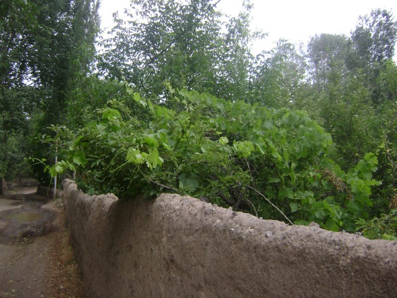 روستای نمونه گردشگری رحیم بیگلو، گردش در باغ میوه های بهشتی