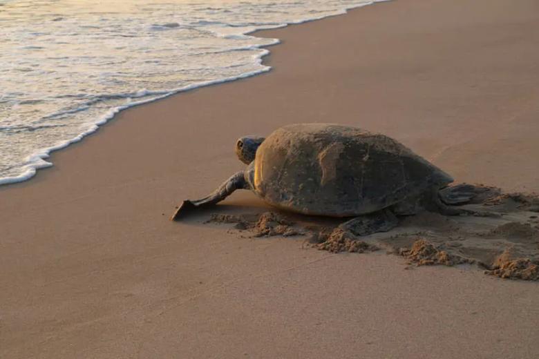معرفی کامل ساحل تخم گذاری لاک پشت ها در قشم