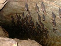 غار خفاش / از جاذبه های طبیعی دهلران