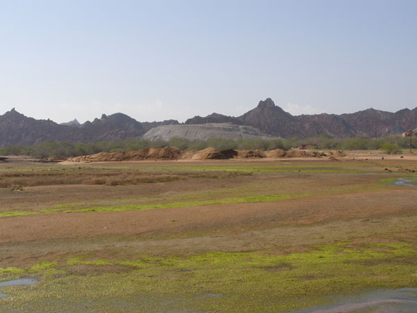 جنگل حرا در جزیره هرمز