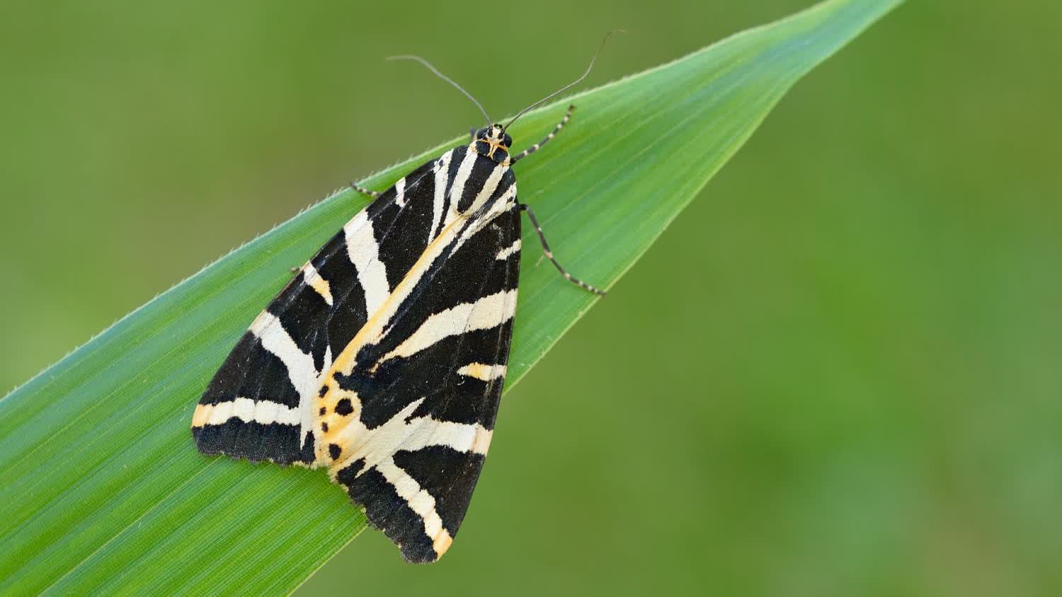 پروانه ببر جرسی در طبیعت ترکیه