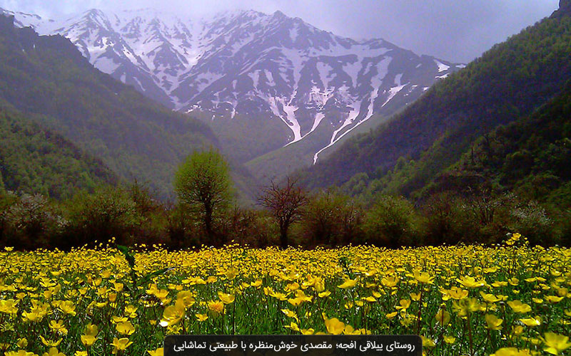 دشت هویج افجه لواسان در تابستان