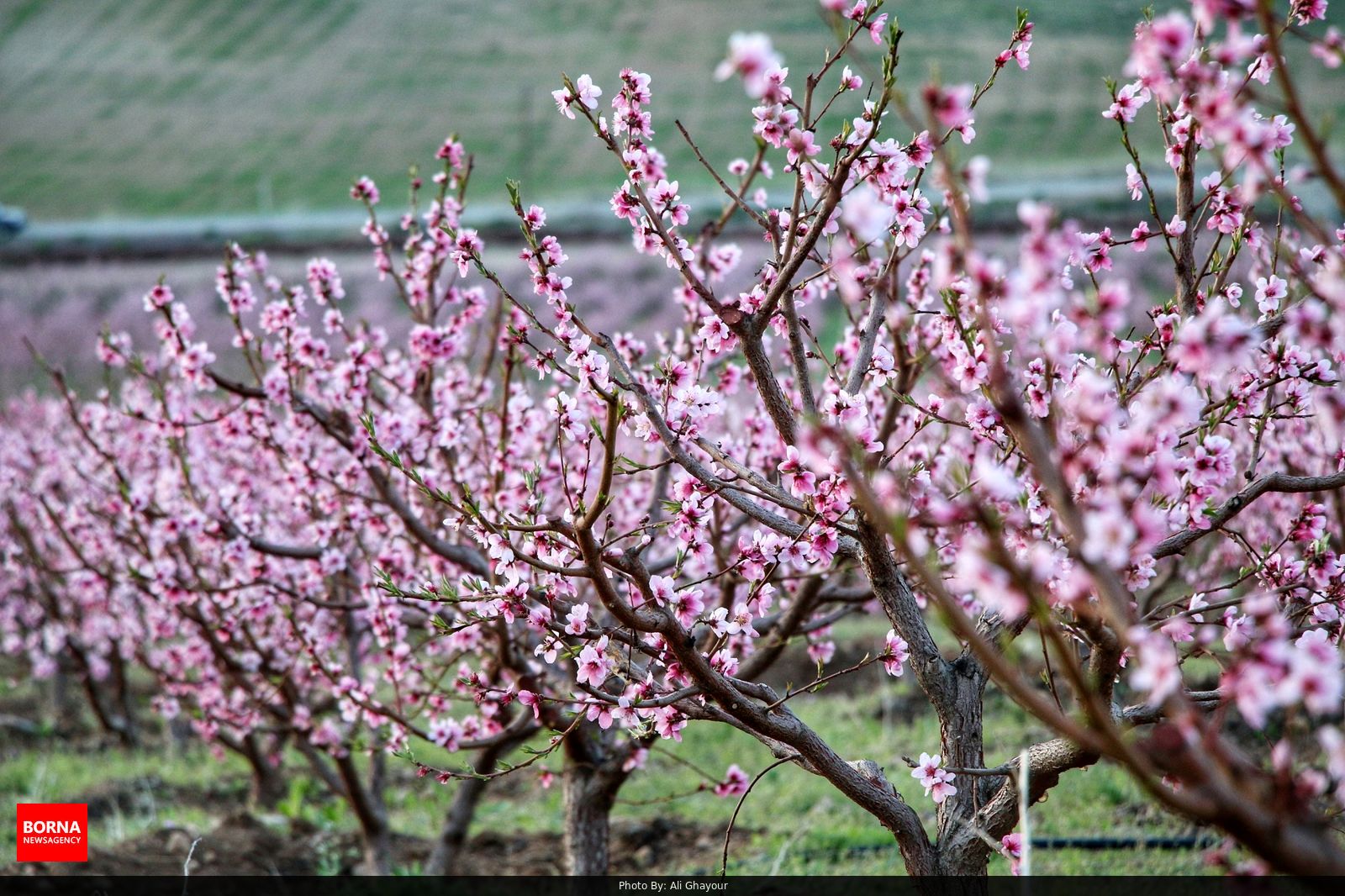 نمایی از باغات علیشاه شبستر
