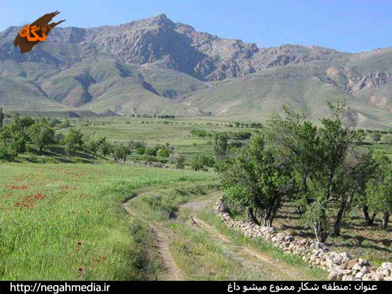 دامنه‌های سرسبز کوهستان میشو دریان
