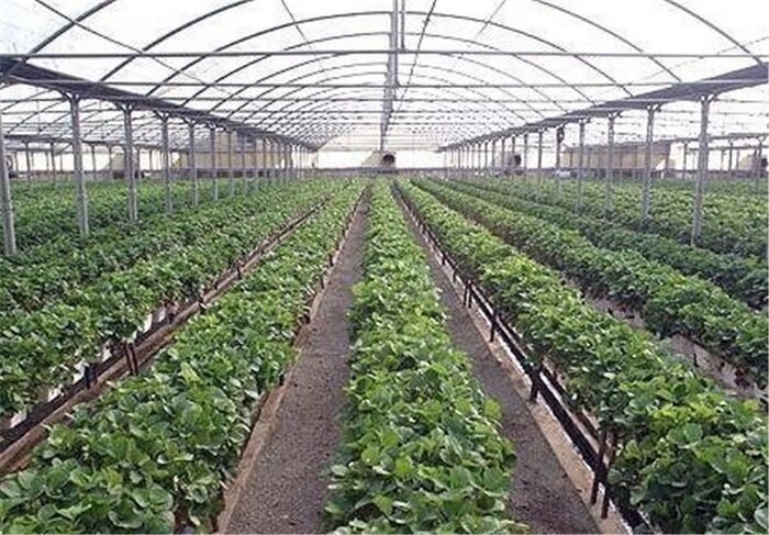 مزارع کشاورزی شهر نظرلو