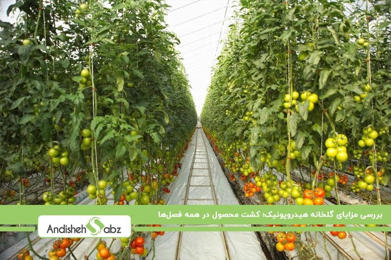 باغات میوه نظرلو
